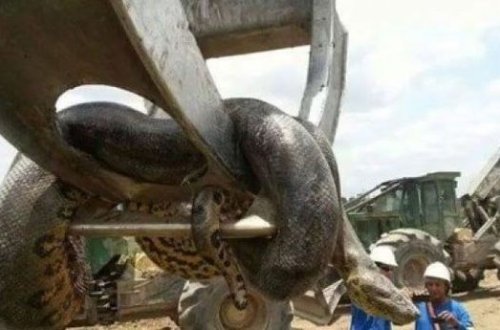 Dünyanın ən böyük ilanı tutulub – VİDEO