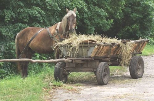 Qubada gənc at arabasının altında qaldı