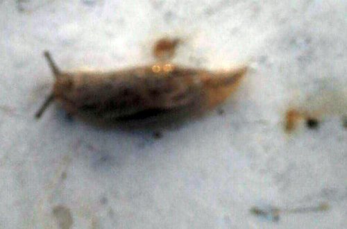 Günəşliyə ilbizlər daraşıb - FOTO