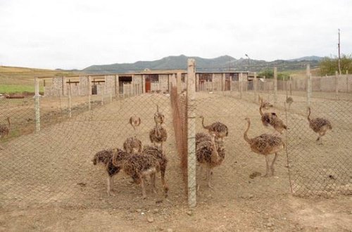 Ermənilər Qarabağa dəvəquşu gətirirlər - FOTO