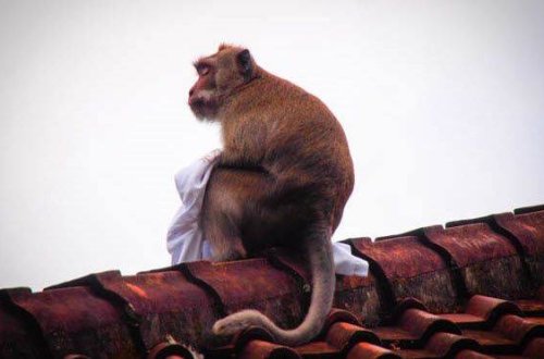 Meymun şəhərdə silahlı iğtişaşa səbəb oldu - 16 ölü