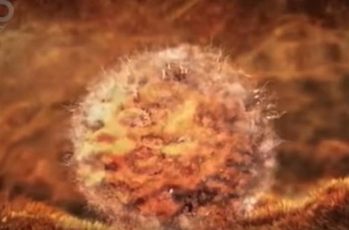 İnsan belə yaranır: 4 dəqiqəlik VİDEO