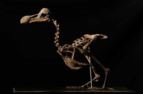 Quş skeleti 430 min dollara satıldı