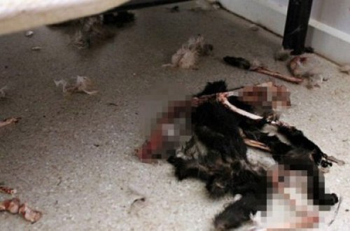 Evdə ac qalıb, bir-birlərini yedilər - FOTOLAR