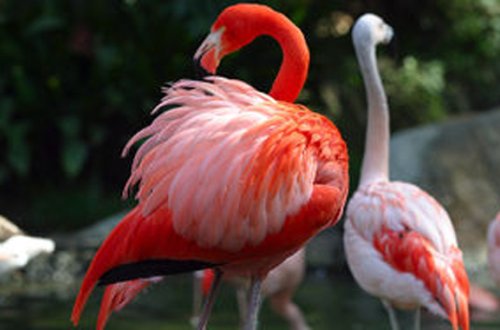 Azərbaycanda nəsli kəsilməkdə olan canlılar süni yolla çoxaldılacaq