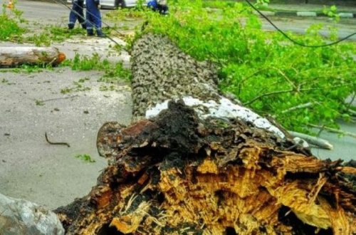 Kəsdiyi ağacın altında qalıb öldü