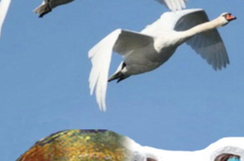 “Quş qripi”nə görə monitorinqlər başlayır