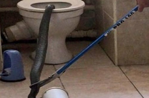 Tualetdə QORXUNC HADİSƏ: unitazdan ilan çıxdı - VİDEO