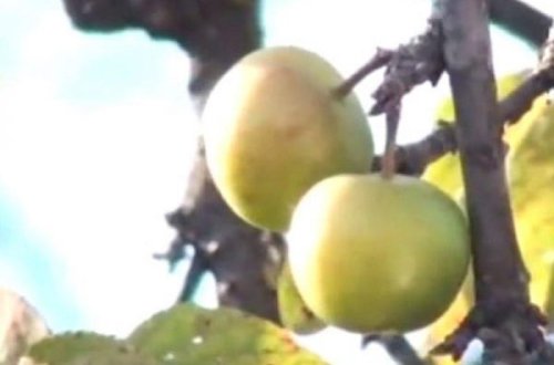 Göyçayda alça bar verdi - FOTO