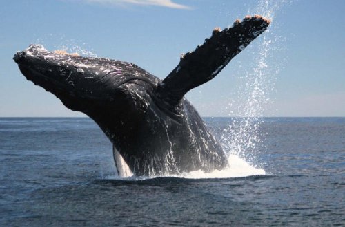 Balinaların tez-tez suyun səthinə çıxmalarının səbəbi bəlli oldu