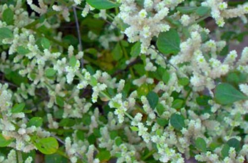 Böyrək daşlarını əridən - MÖCÜZƏLİ OT