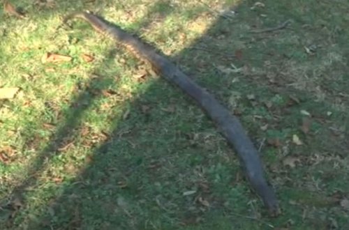 Zaqatalada ilan sakinlərə hücum etdi - Video