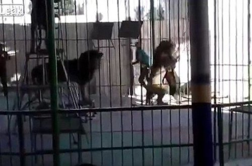 Şir uşaqların gözü önündə təlimçini parçaladı – VİDEO