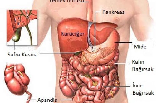 Hansı orqanımız nə vaxt işləyir?