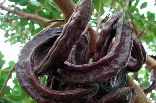 Kişilərə özəl! Cinsi gücü artıran ASAN RESEPT