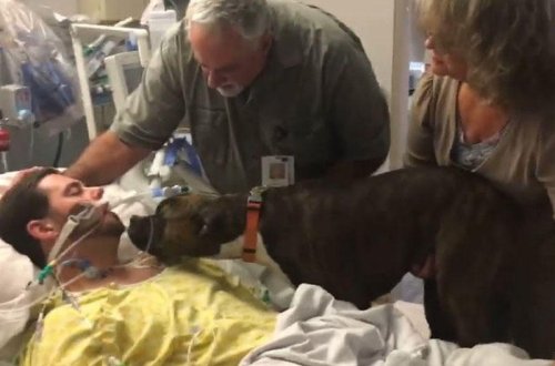 Xəstəxanada təsirli anlar: it komada olan sahibi ilə vidalaşdı - VİDEO