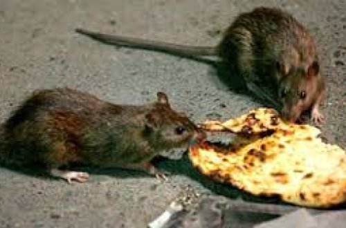 Madriddə çörəkxana müştəriləri dəhşətli video çəkiblər