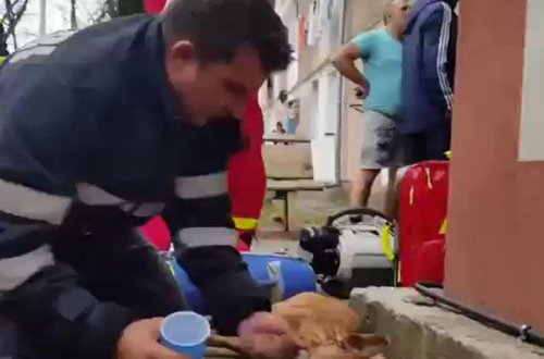 İti xilas edən yanğınsöndürən qəhrəmana çevrildi - VİDEO