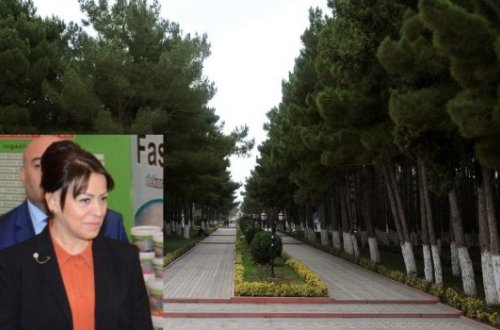 Abşeronun ən gözəl parkı məhv edilir - Rəsmi açıqlama/ FOTO