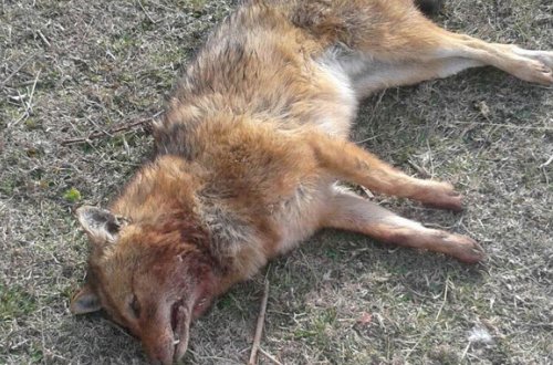 Azərbaycanda canavarlar kəndə hücum etdi — FOTOLAR