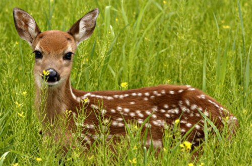 Şamaxı Safari Parkı yaradılacaq