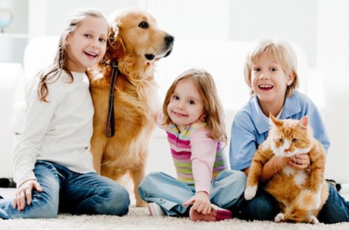 Evdə it, pişik və digər ev heyvanlarının saxlanması qaydasında - Dəyişiklik