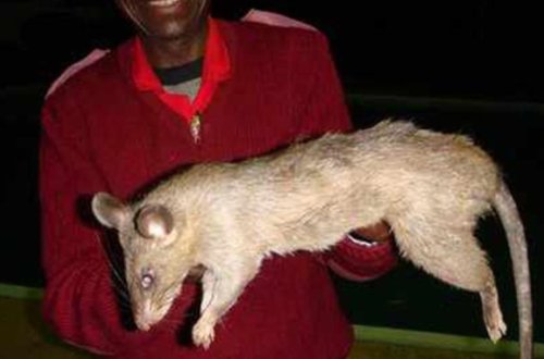 Cənubi Afrikada dəhşət — Evdə tək qalan körpəni siçovullar yedi