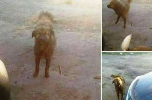 Bakıda DƏHŞƏT! İtin üzərinə benzin töküb yandırmaq istədi, olanlar oldu - FOTO