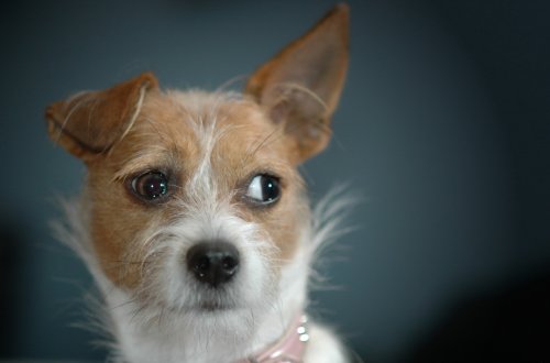 Alman iti Ginnesin rekordlar kitabına düşdü - VİDEO