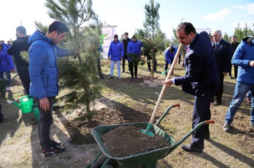 Gəncədə 55 min ağac əkildi
