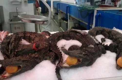 DƏHŞƏTLİ FOTOLAR ! Bunları təkcə Çin supermarketlərindən almaq olar