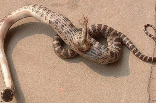 Bu 15 mutant heyvan sizi şoka salacaq - DƏHŞƏTLİ FOTOLAR