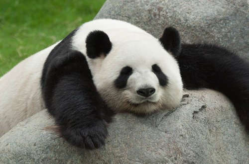 Dünyanın ən yaşlı pandası öldü