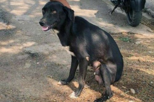 Qadından İNANILMAZ HƏRƏKƏT: İtlərlə....