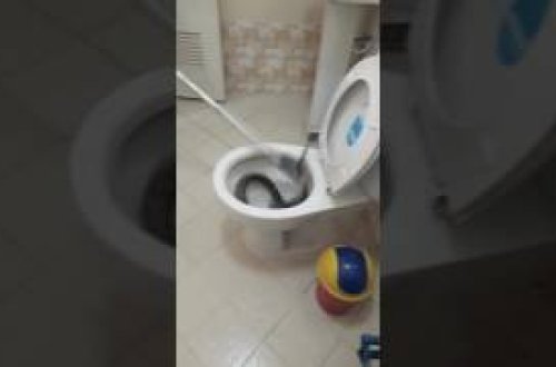 ​Nəhəng ilanı unitazdan belə çıxardılar – VİDEO