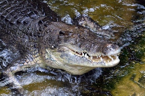Taylandda dəhşət — timsah fransız qadını dişlədi