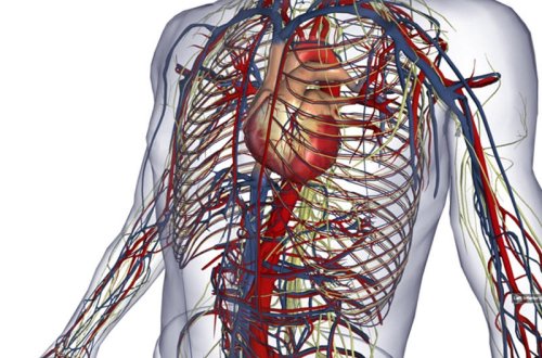 İnsan bədənində yeni orqan kəşf edildi - FOTO