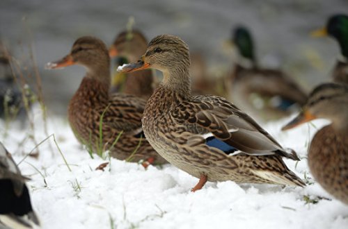 Fransa hökuməti tapşırıq verib - Milyonlarla ördək və qaz öldürüləcək