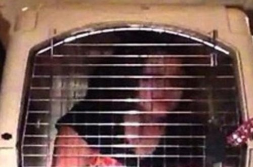 DƏHŞƏT ! Qızını qəfəsə saldı – Yalnız it yemi verdi