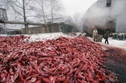 DƏHŞƏTLİ GÖRÜNTÜLƏR! Mağazada aldığınız xəz necə hazırlanır?