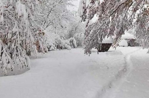 Meşədə əzabla öldürülən 17 yaşlı qızın qatilinin arvadı: 