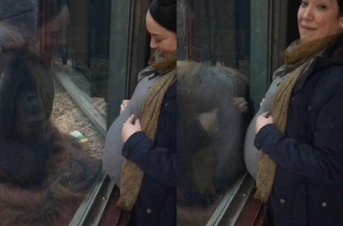 Meymun hamilə qadını qarnından öpdü - VİDEO