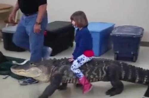 Azyaşlı qızdan doğum günündə cəsur hərəkət: timsahın belinə çıxdı - VİDEO