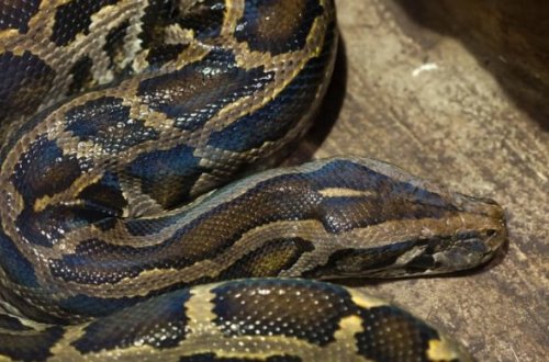 Sahibini yeyən 12 ev heyvanı