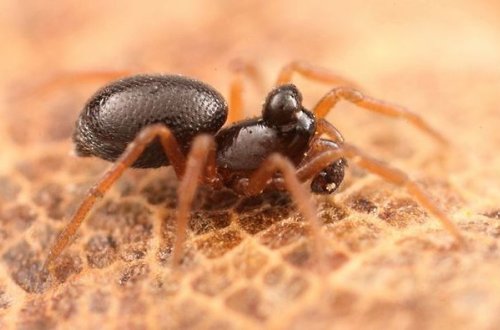 Azərbaycanda yeni həşəratlar tapılıb