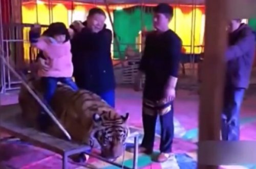 Sirkdə pələngə verilən əzab videoya çəkilib
