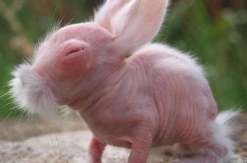 Heyvanlar tüksüz olarsa- TANIMAYACAQSINIZ