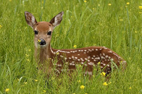 Azərbaycanda Avropa cüyürlərinin sayı azalıb