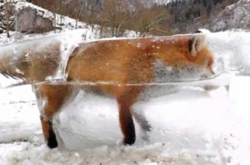 Avropanı donduran soyuqdan dəhşətli görüntülər FOTO VİDEO