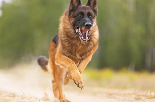 DİQQƏT! İt sizə hücum edərsə, belə davranın